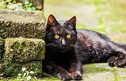 卡牌肉鸽游戏《高殿战记》现已登陆PS主机